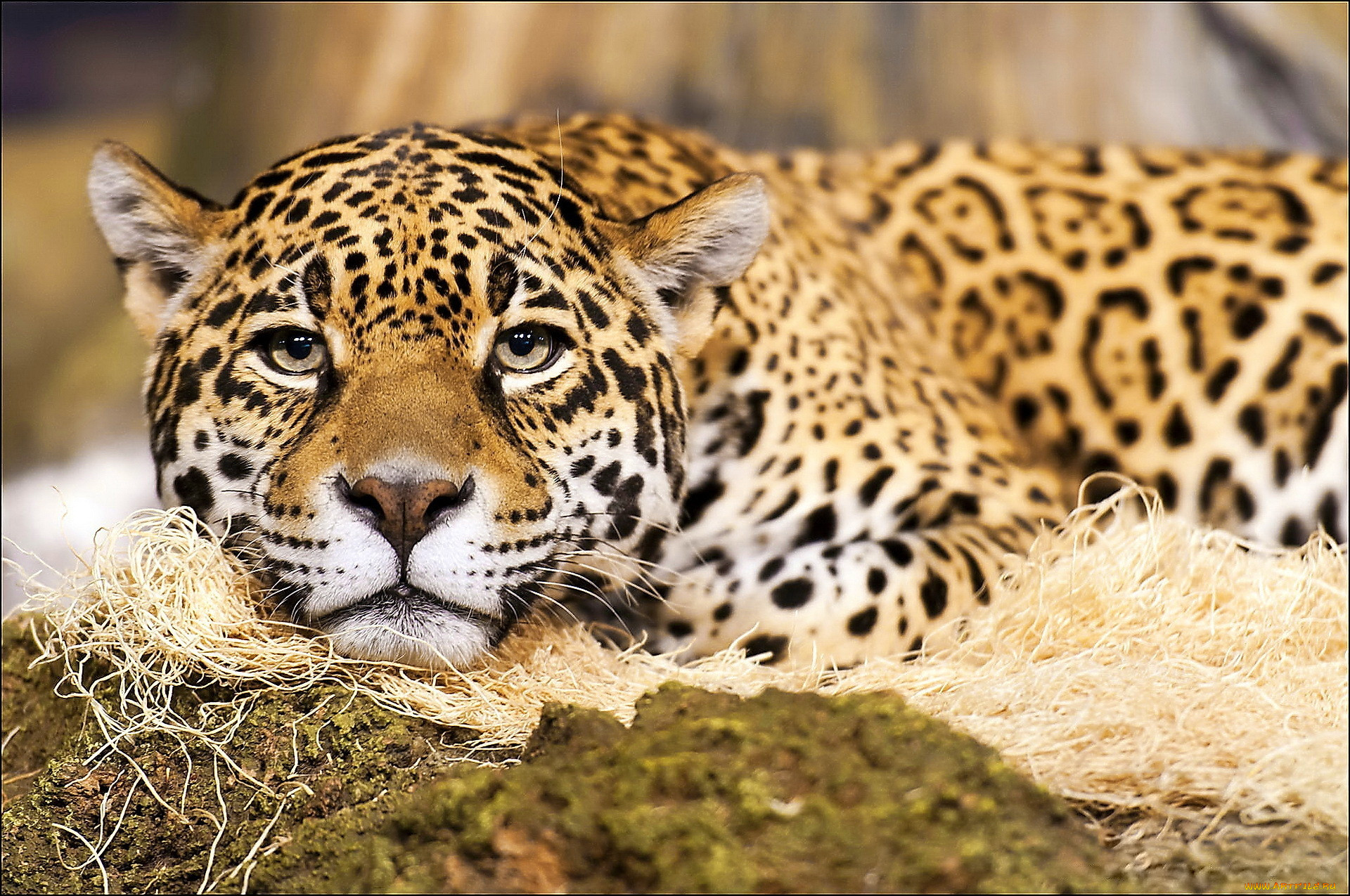 Леопард в Евразии